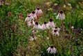 Pink prairie garden perennial flowerbed with a different set of flowers of a flowerbed of a larger plant just flowering Royalty Free Stock Photo