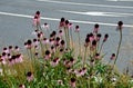 Pink prairie garden perennial flowerbed with a different set of flowers of a flowerbed of a larger plant just flowering Royalty Free Stock Photo