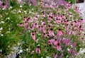 Pink prairie garden perennial flowerbed with a different set of flowers of a flowerbed of a larger plant just flowering Royalty Free Stock Photo