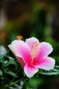 Pink pretty hibiscus