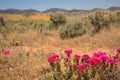 Pink Prickly Pear Cactus In Desert Scene Royalty Free Stock Photo