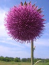 Pink prickly wild Thistle flower with thin petals closeup Royalty Free Stock Photo