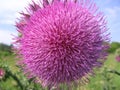 Pink prickly wild Thistle flower with thin petals closeup