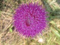 Pink prickly wild Thistle flower with thin petals closeup Royalty Free Stock Photo