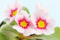 Pink primrose Royalty Free Stock Photo