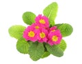 Pink primrose, above view Royalty Free Stock Photo