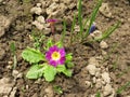 Pink primrose blooms in a spring garden