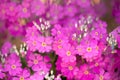 Pink primrose flower Royalty Free Stock Photo