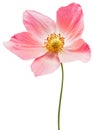 Pink primrose flower on a white isolated background with clipping path. Flowers on a stem. Close-up. For design.