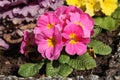 Pink primrose in a flowerbed Royalty Free Stock Photo