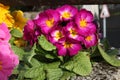 Pink primrose in a flowerbed Royalty Free Stock Photo