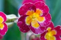 Pink primrose flowers with dew drops in the garden Royalty Free Stock Photo