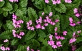 Pink primrose flowers, green leaves background, purple primula blossom in garden, many small delicate red flowers, nature Royalty Free Stock Photo