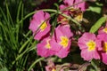 Pink Primrose flowers, Primula vulgaris sibthorpii, blooming in the spring sunshine close-up view