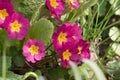 Pink Primrose flowers, Primula vulgaris sibthorpii, blooming in springtime Royalty Free Stock Photo
