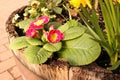 pink primrose flowers in a wooden container in the garden Royalty Free Stock Photo