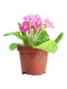 Pink Primrose Isolated Royalty Free Stock Photo