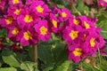 Pink primrose `polianthus` in a flowerbed Royalty Free Stock Photo