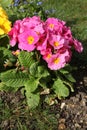 Pink primrose `polianthus` in a flowerbed Royalty Free Stock Photo