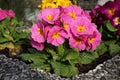 Pink primrose `polianthus` in a flowerbed Royalty Free Stock Photo