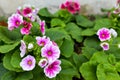 Pink Primrose - Primula obconica Royalty Free Stock Photo