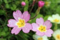 Pink primrose, primula vulgaris sibthorpii
