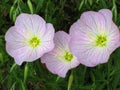 Pink Primroses