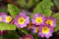 Pink primroses Royalty Free Stock Photo