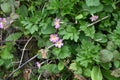 Pink Primroses - Primula vulgaris subsp. sibthorpii., Norfolk, England, UK