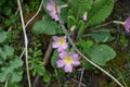 Pink Primroses - Primula vulgaris subsp. sibthorpii., Norfolk, England, UK Royalty Free Stock Photo