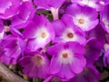 Pink Primula allionii flowers in a clay pot