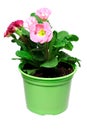 A pink primula D10 in a green pot isolated on a white backgroun Royalty Free Stock Photo