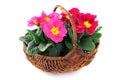 Pink primula flower in basket on white isolated background Royalty Free Stock Photo