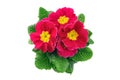 Pink primula flower in flowerpot on white isolated background Royalty Free Stock Photo