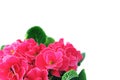 Pink Primula flowerpot on white isolated background