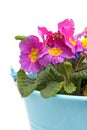 Pink Primula flowers in blue bucket