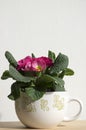 Pink primula hortensis with green leaves in pot, primoses Royalty Free Stock Photo