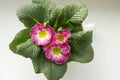 Pink primula hortensis with green leaves in pot, primoses Royalty Free Stock Photo