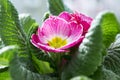 Pink primula hortensis with green leaves in pot, primoses Royalty Free Stock Photo