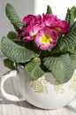 Pink primula hortensis with green leaves in pot, primoses Royalty Free Stock Photo