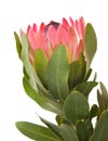 Pink protea Royalty Free Stock Photo