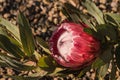 Pink protea flower in bloom Royalty Free Stock Photo