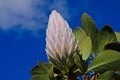 Pink Protea Flower Closed Royalty Free Stock Photo