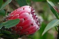 Pink Protea Flower, Hawaii