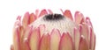 Pink protea flower Royalty Free Stock Photo