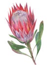 Pink protea flower painted in watercolor isolated on white