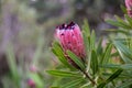 Pink Protea Flower