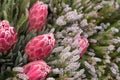 Pink protea flowers, native flower of South Africa