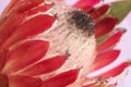 Pink protea macro Royalty Free Stock Photo