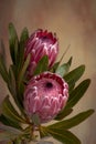 Pink Protea Proteaceae flower Royalty Free Stock Photo